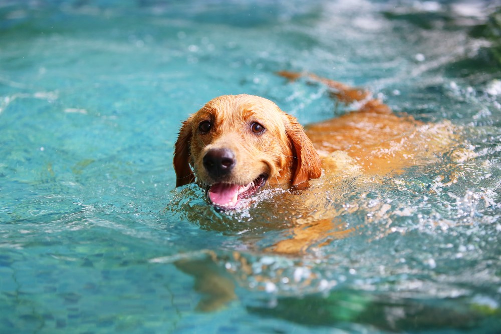 Featured image for “Should You Let Your Dog Swim in Your Pool?”