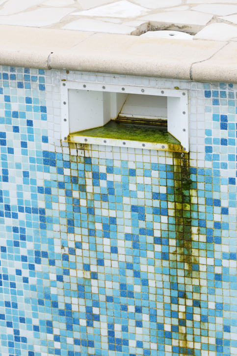 green algae in swimming pool