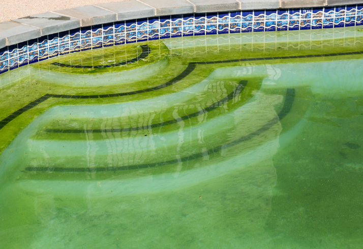 closeup of pool steps with green water