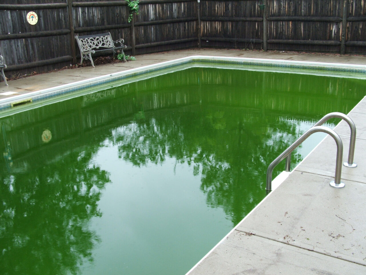 pool with green water